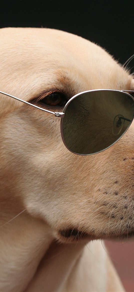 dog, face, sunglasses