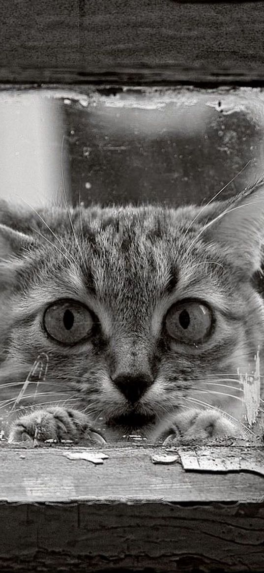 cat, face, glass, wood, frame, black and white