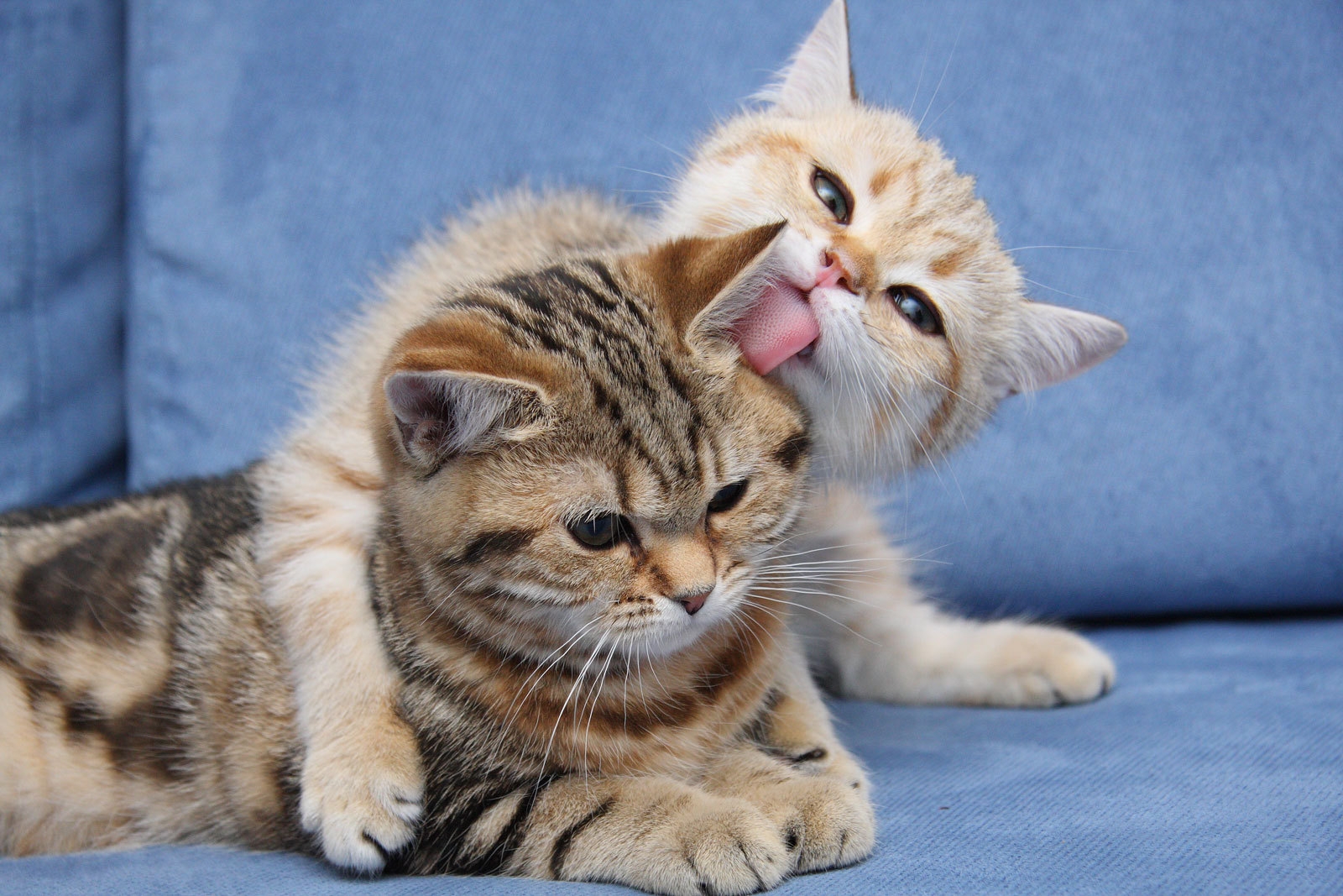 kittens, couple, caring, down, face