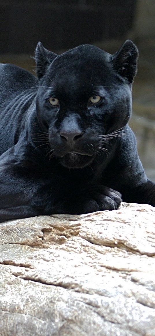 panther, down, big cat, predator, timber