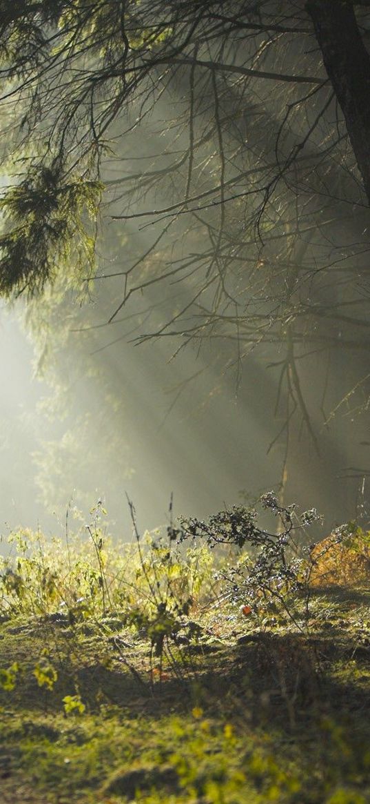 wood, trees, earth, grass, sun rays, freshness, morning