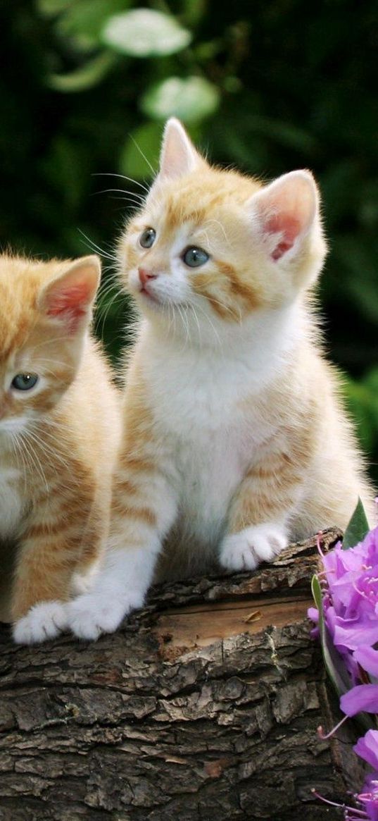 kittens, flowers, timber, sit