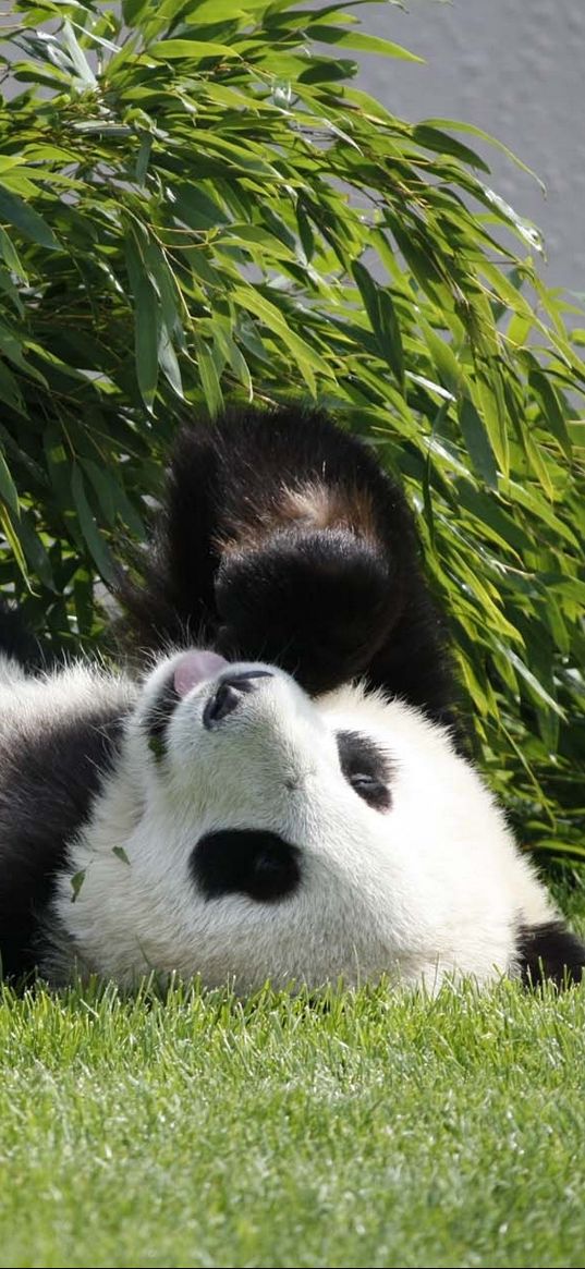 panda, lie, grass