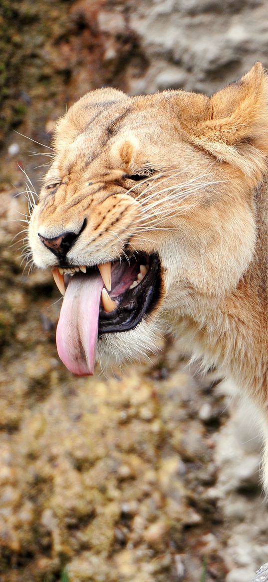 lion, lioness, snout, teeth