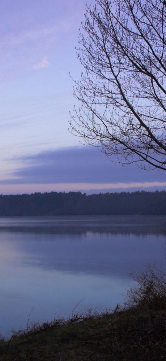 fog, freshness, morning, slope, tree, lake