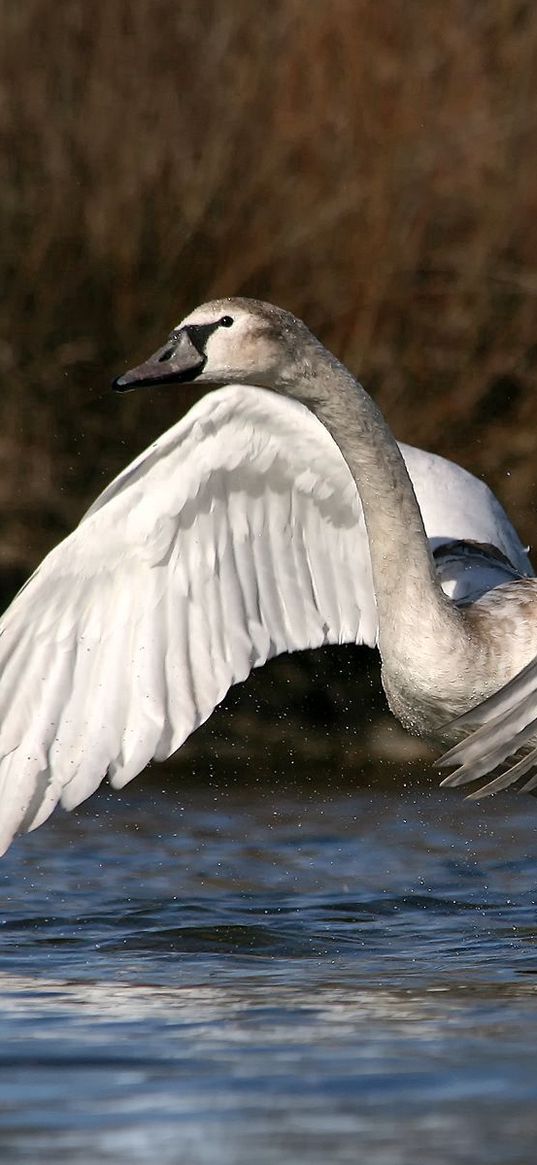 swan, wings, flap, mud, water, spray, splash