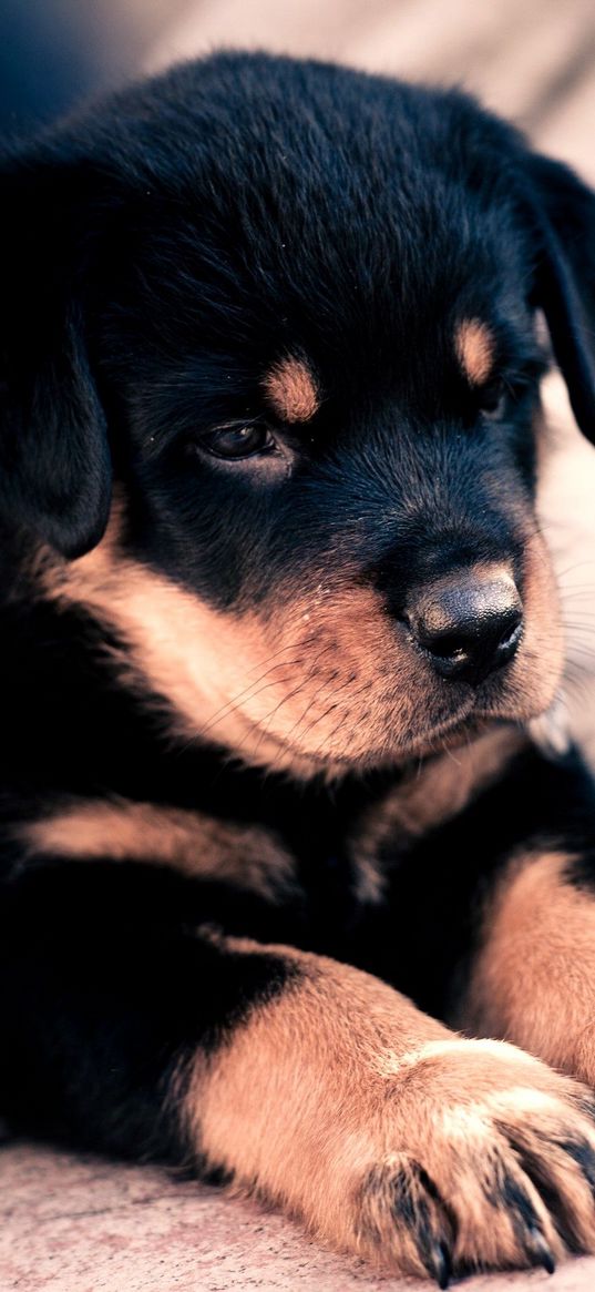 puppy, rottweiler, cute, baby