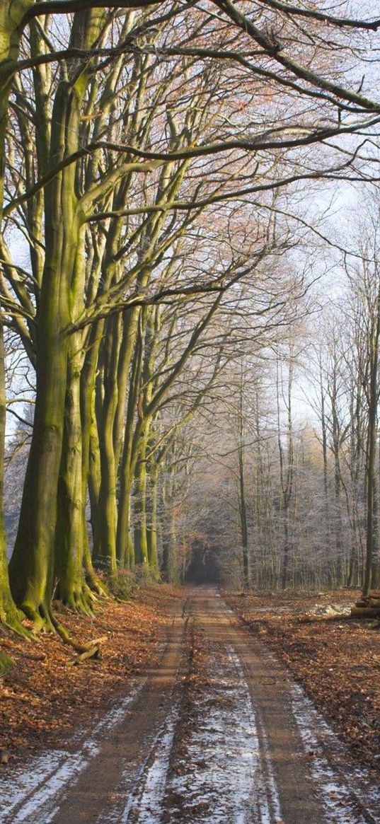 wood, trees, earth, grass, fog, freshness, morning, logs, road