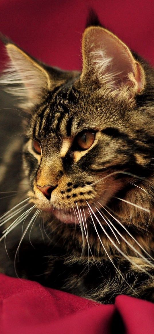 cat, maine coon, lying, beautiful, fluffy