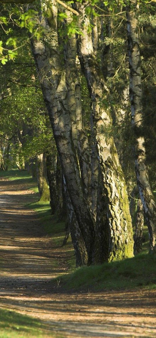 trees, wood, trunks, footpath