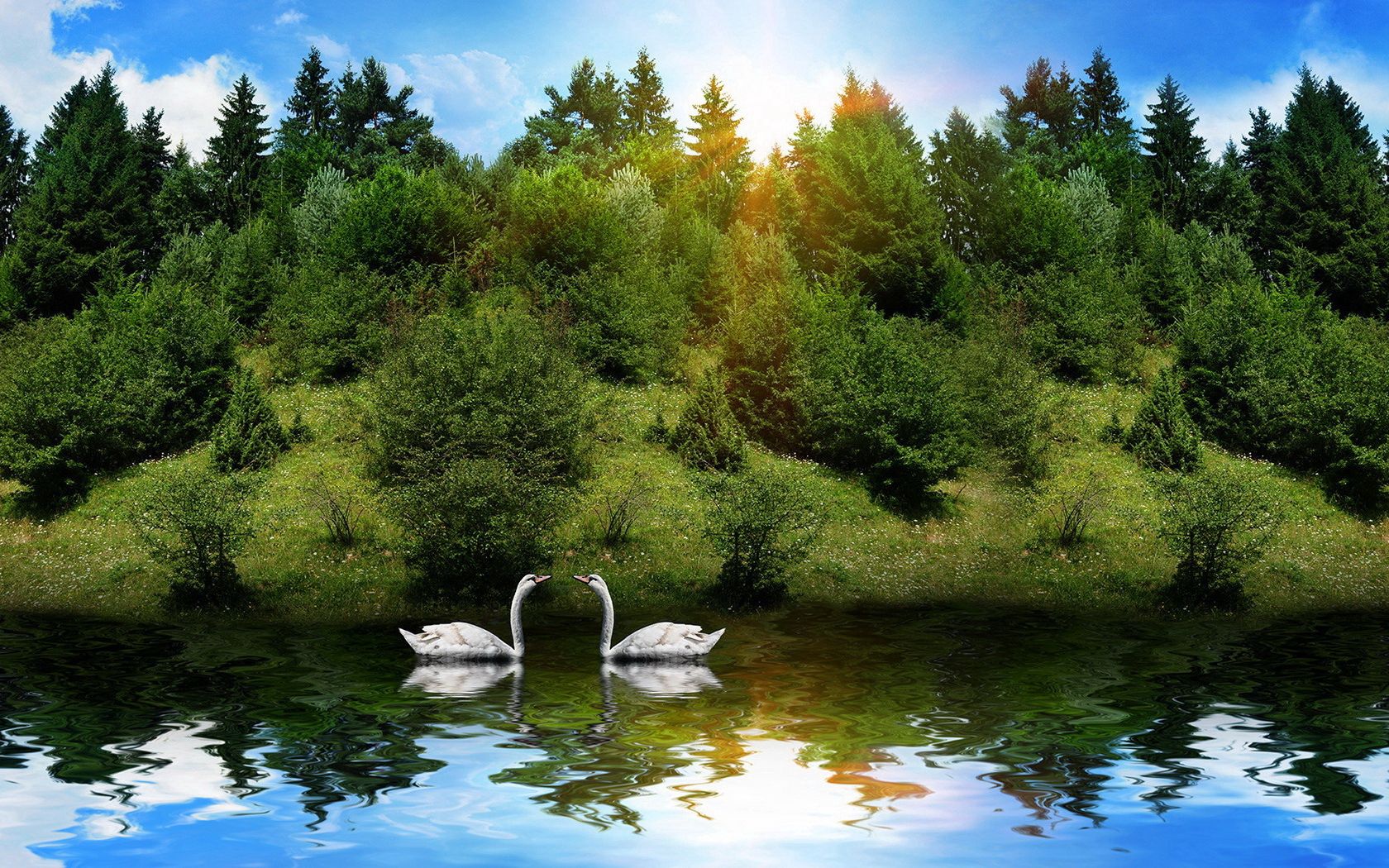 swans, birds, couple, river, grass, trees, sunlight