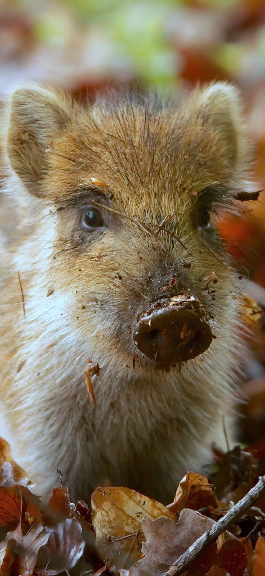 pig, dirt, small, leaves, autumn