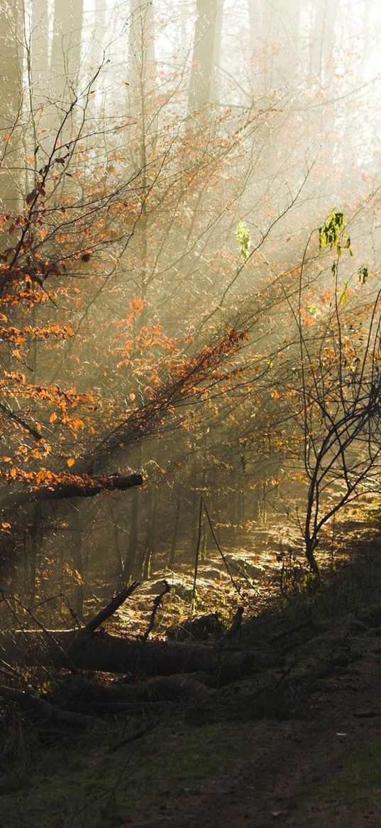 trees, wood, autumn, solar, light, morning, dawn