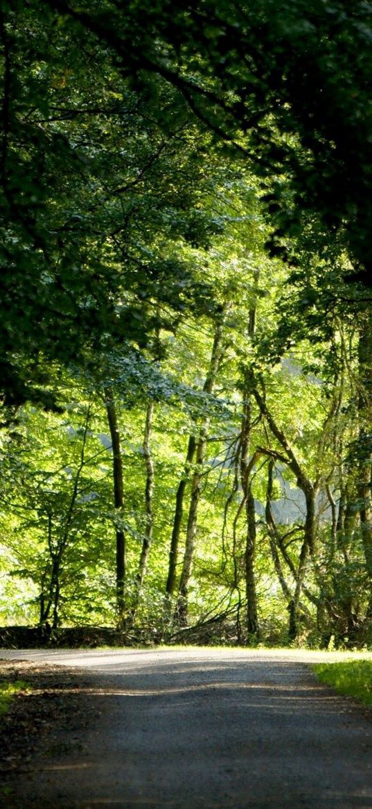 trees, wood, greens, summer, crossroads, road