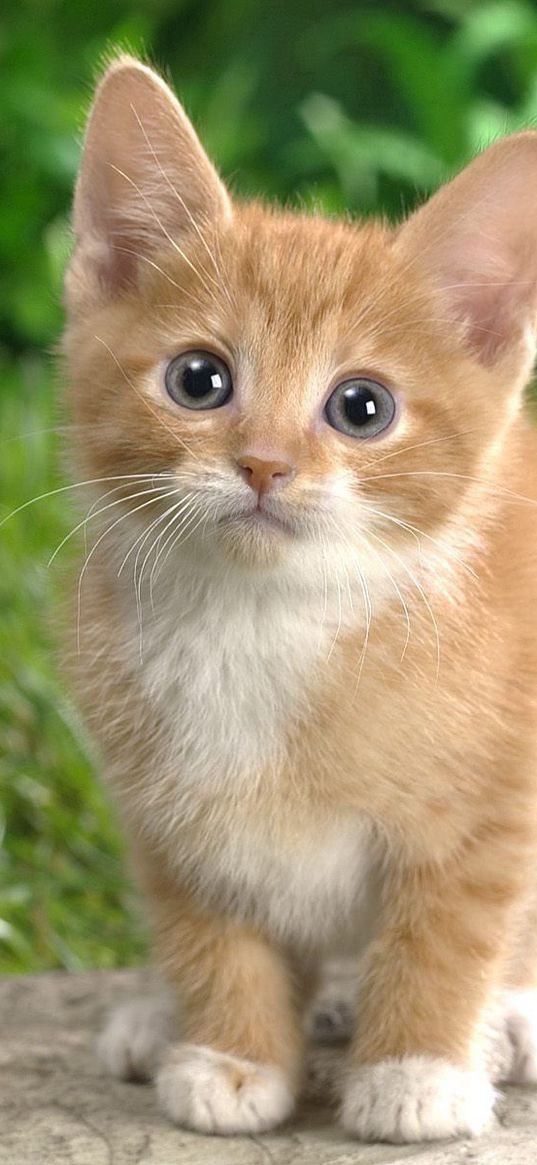 kitten, grass, sit, watch, curiosity