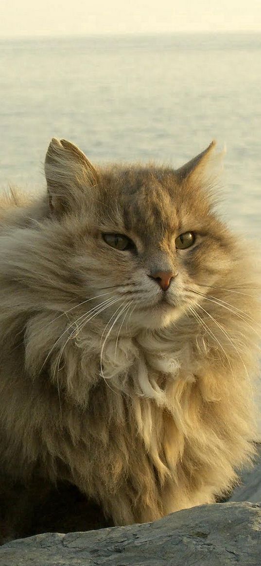 cat, fat, fluffy, sit, river