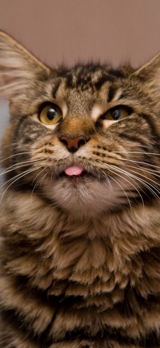 cat, maine coon, hair, furry