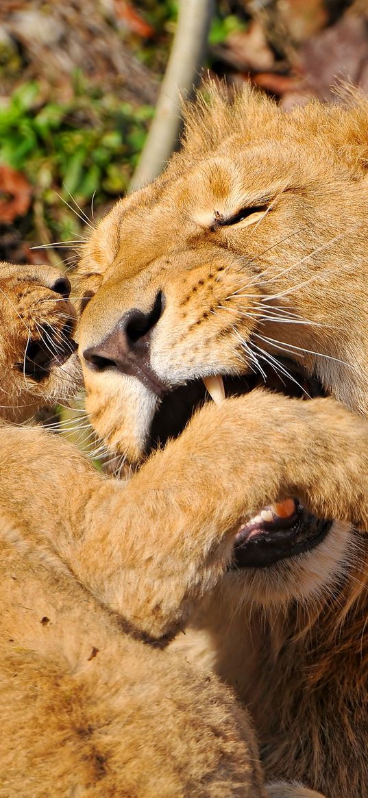 lion, face, aggression, predator, cub, play