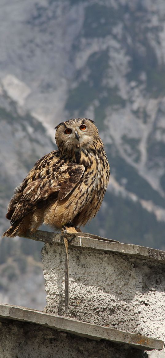 owl, bird, predator, roof, sit