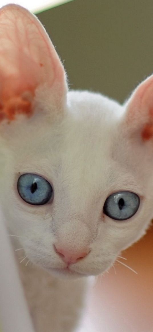 cat, face, blue eyes, looking out