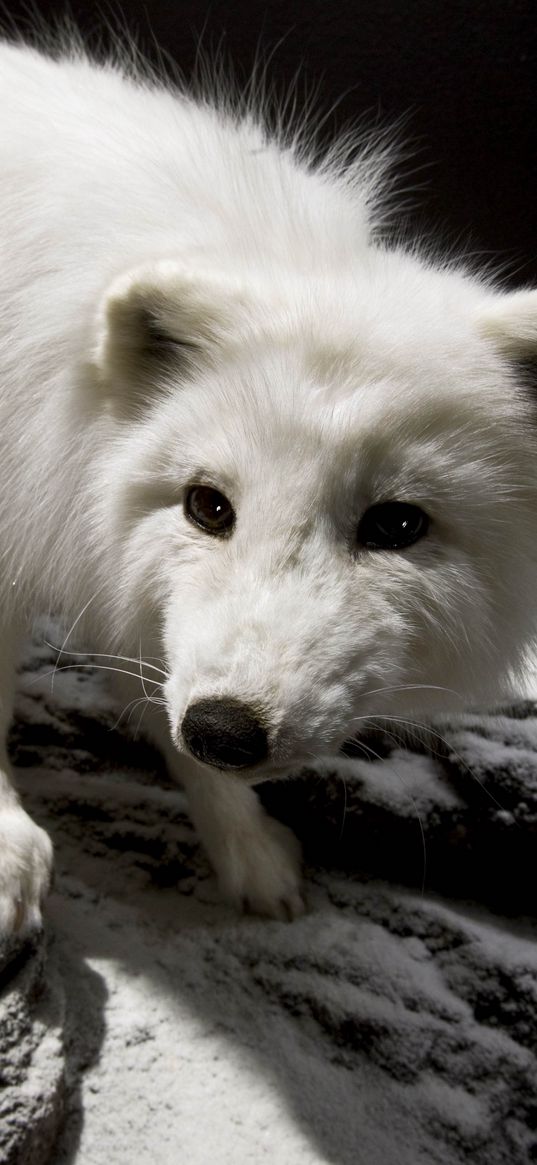 polar fox, face, eyes