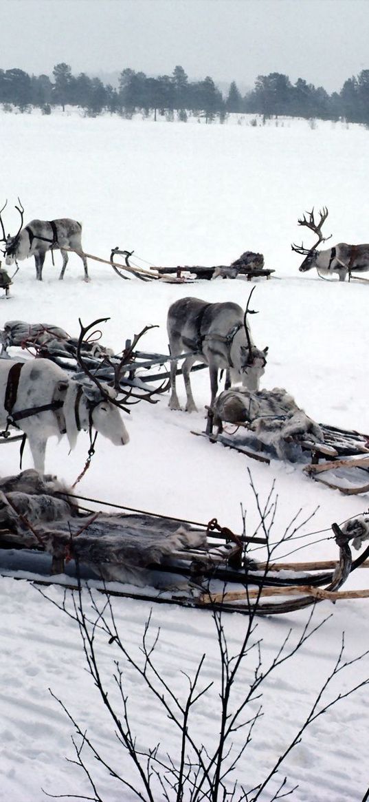 snow, deer, sledge, team, transport, north pole