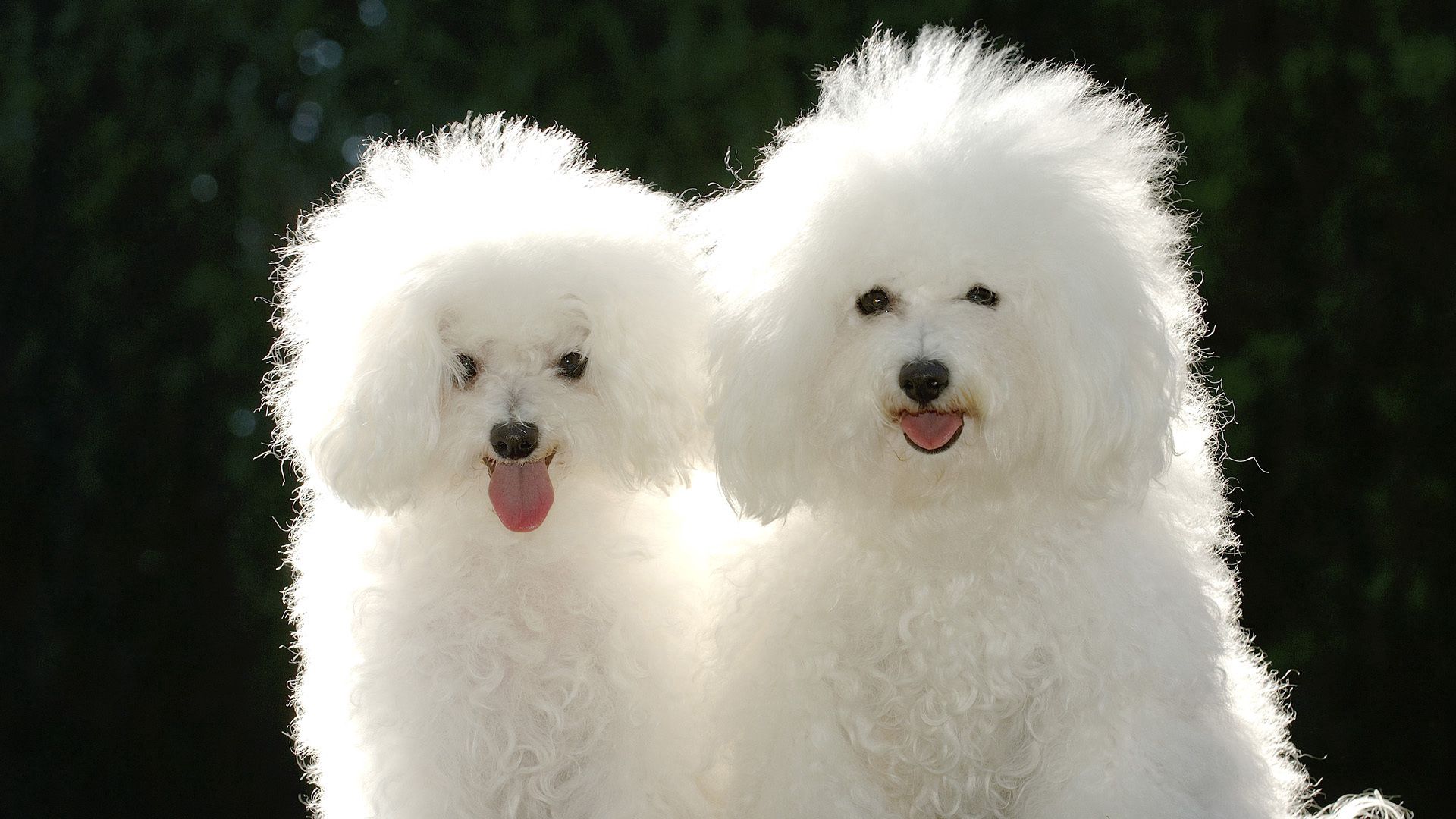 poodle, couple, dog, shadow