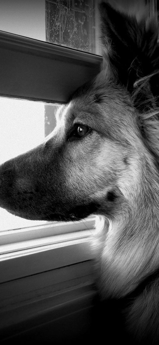 dog, face, profile, window, watching, black and white