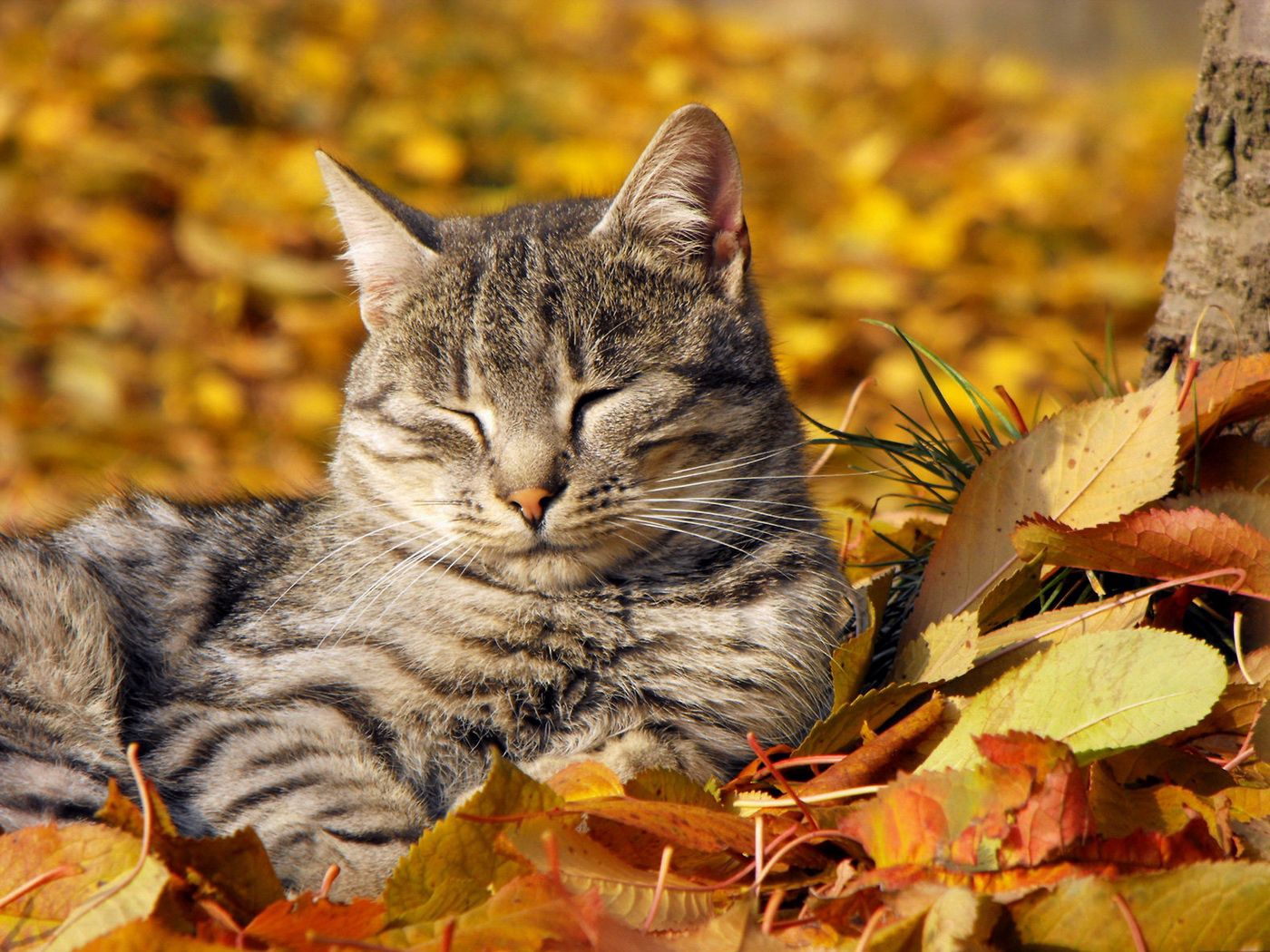 cat, muzzle, sleeping, nap, leaves, autumn