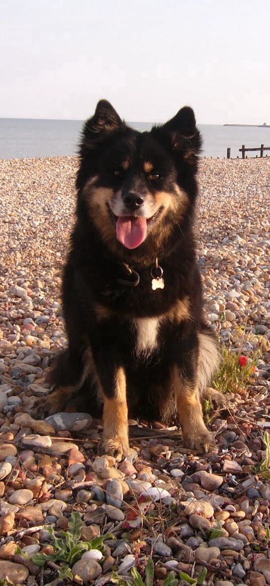 dog, sit, stones, flowers, sea, gravel, pier