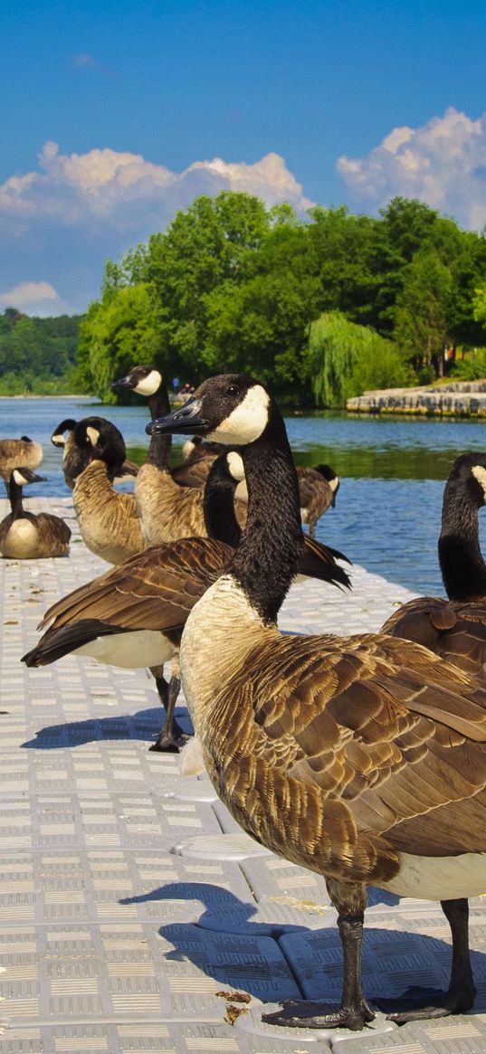 ducks, lake, pond, land, sit, tile, people, park, trees