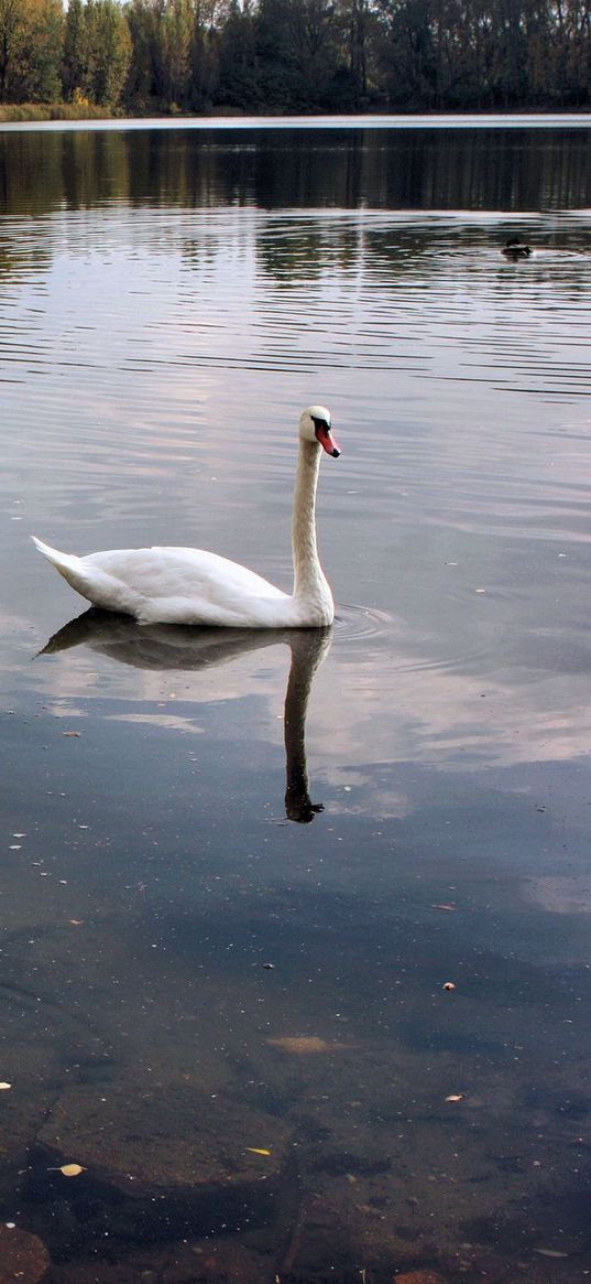 swans, lake, pond, trees, birds