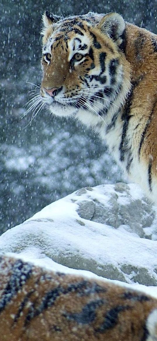 tiger, predator, snow, winter, stand