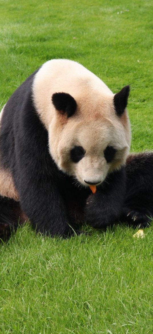 panda, grass, sit, baby