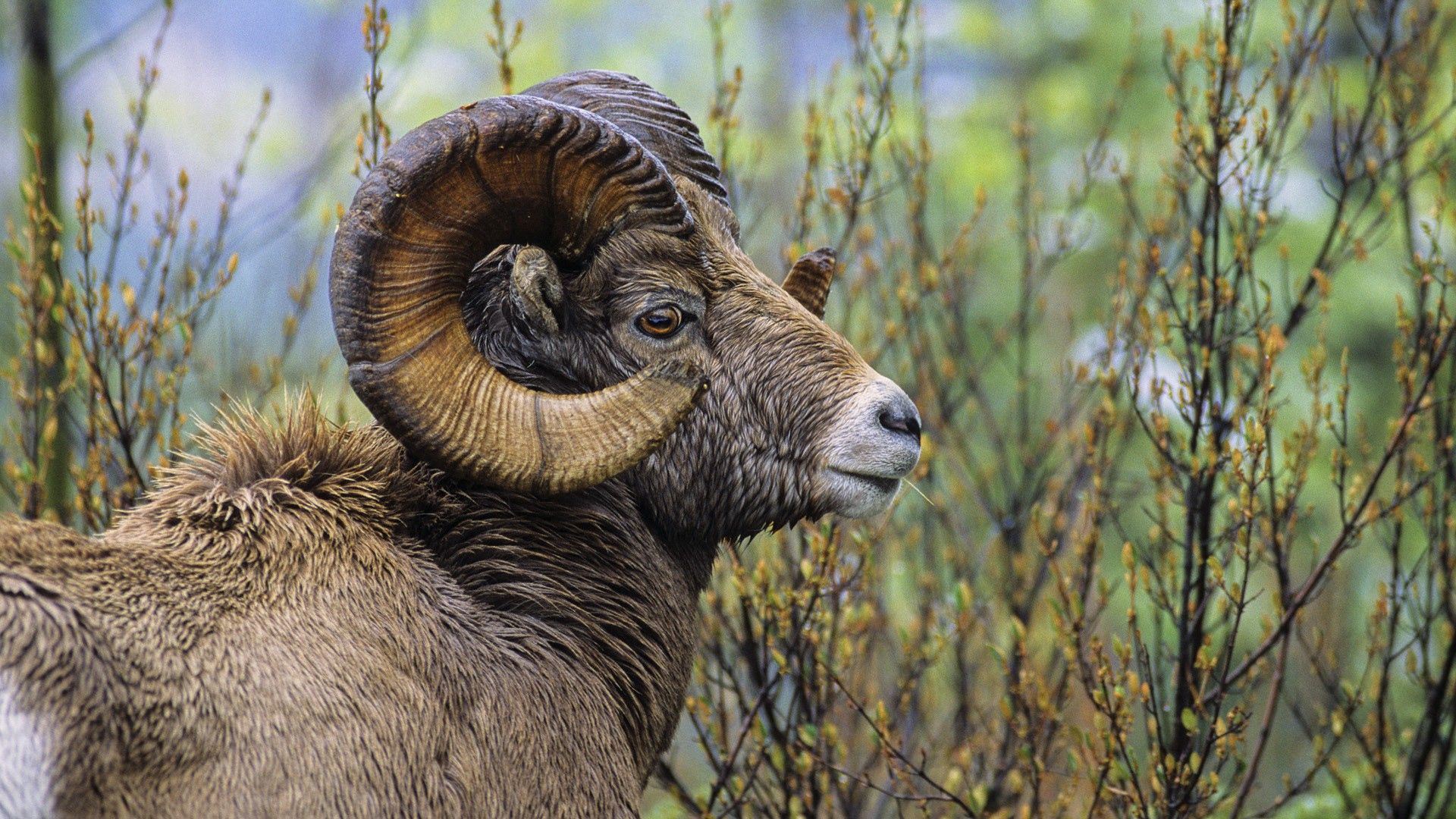 sheep, grass, horn, head