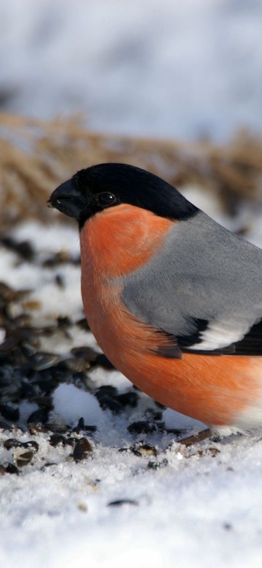 bullfinch, bird, snow, sit, color