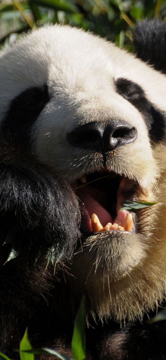 panda, food, grass