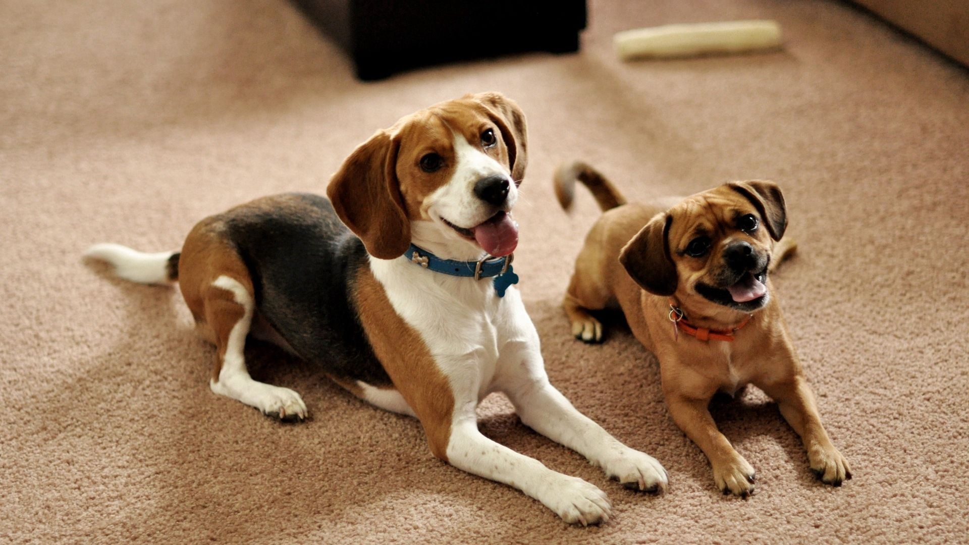 beagle, puppies, couple, sit, waiting, dogs