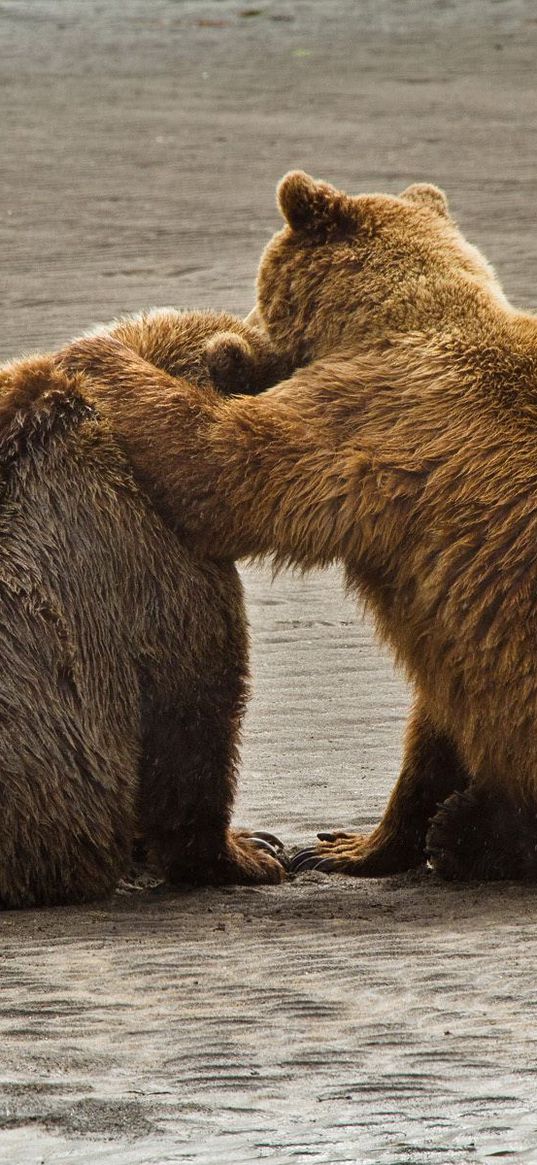 bears, couple, water, sit, back