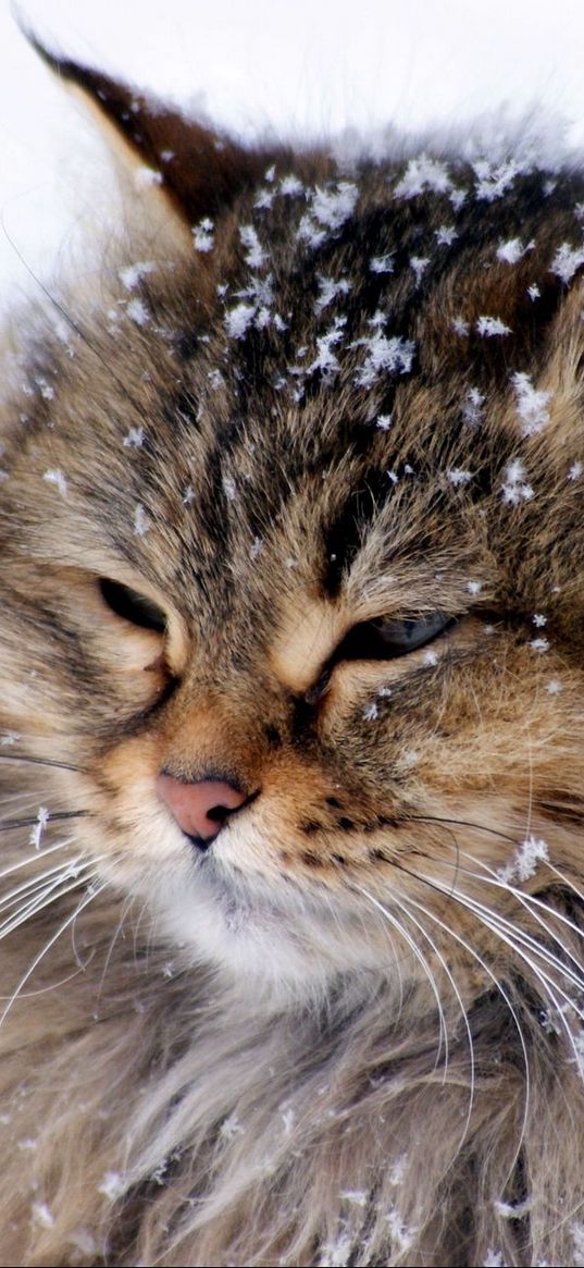 cat, fluffy, snow, thick