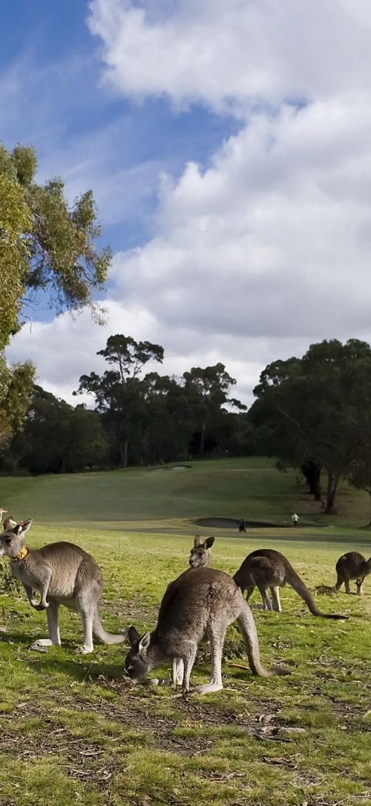 kangaroo, set, walk, grass, trees