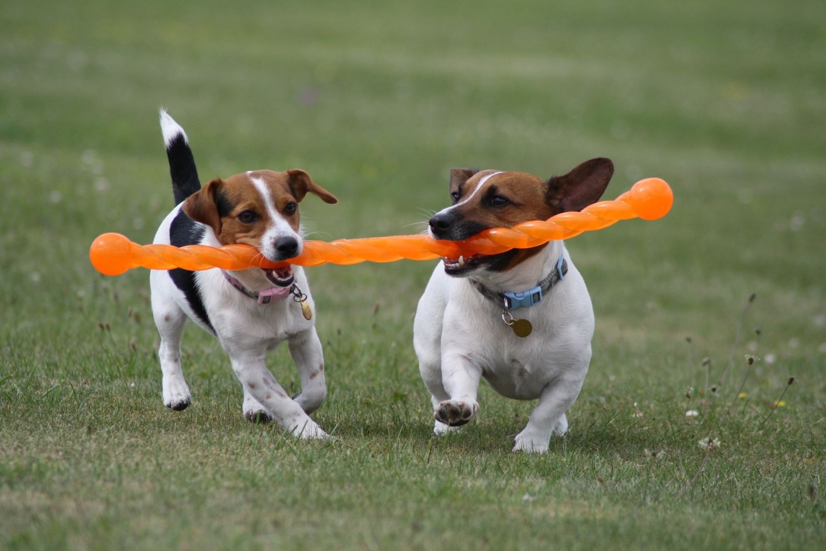 dogs, steam, toy, grass, escape