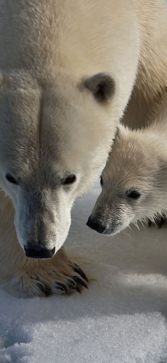 polar bears, snow, trail, walk, baby