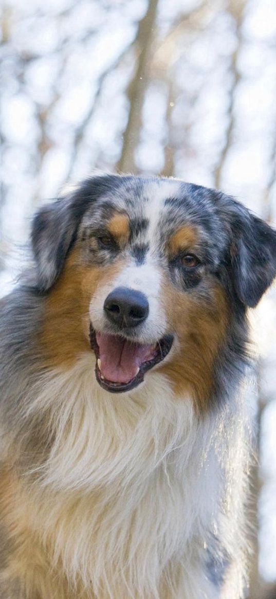 australian shepherd, dog, couple, play, face