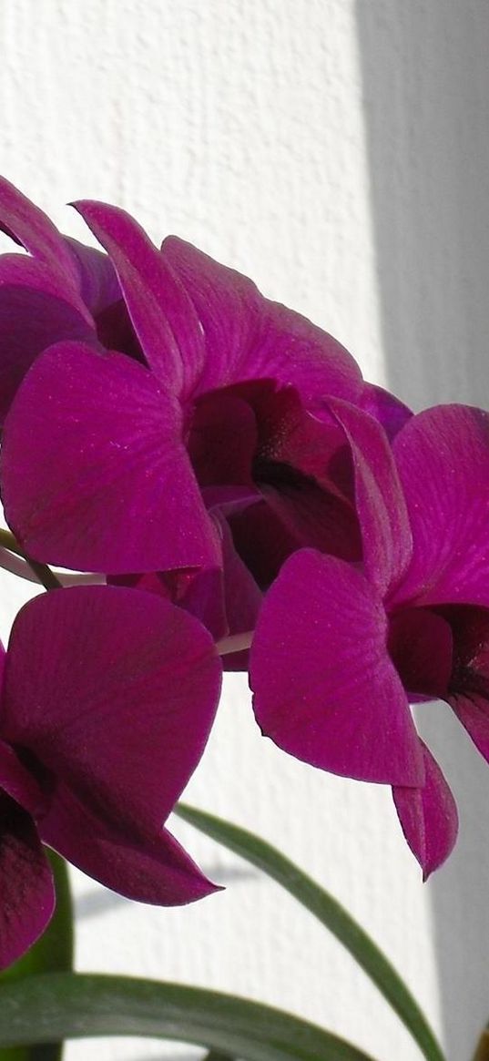 orchids, flowers, branches, curtain