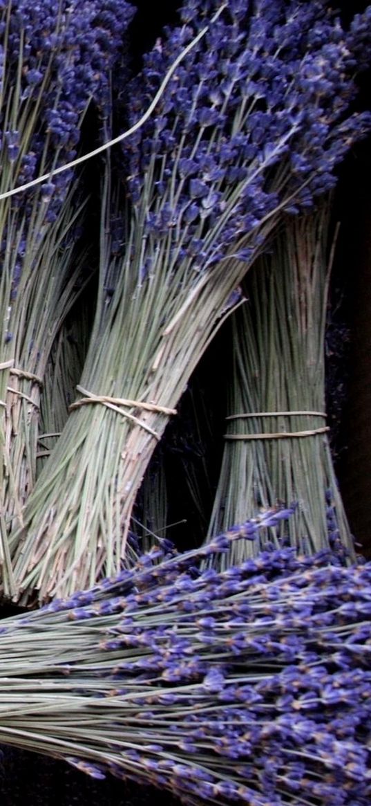 lavender, bunches, many