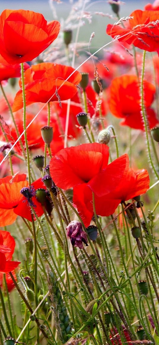 poppies, field, blurriness, summer