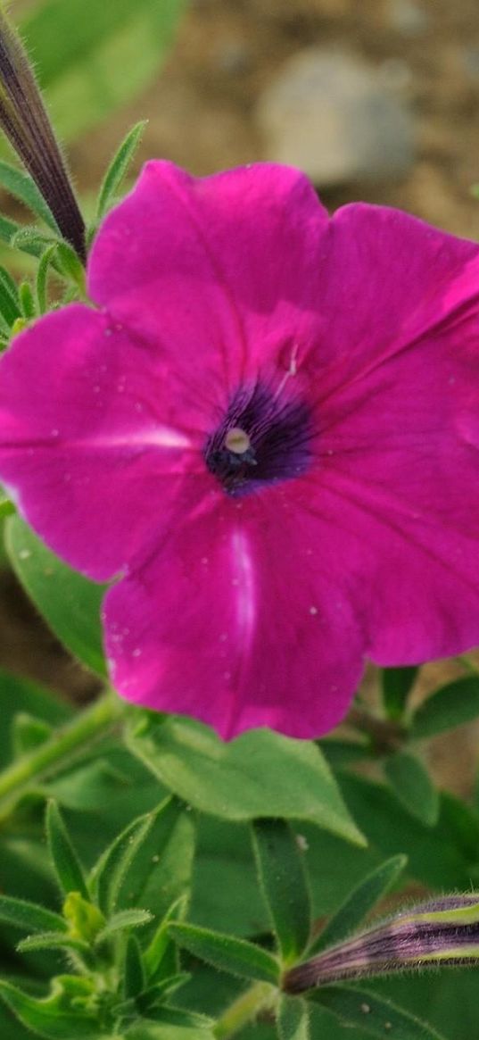 petunia, flowers, greenery, close up, sharpness