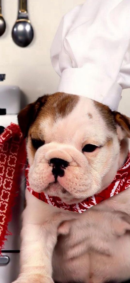 dog, bulldog, kitchen, chef, hat, plate, food