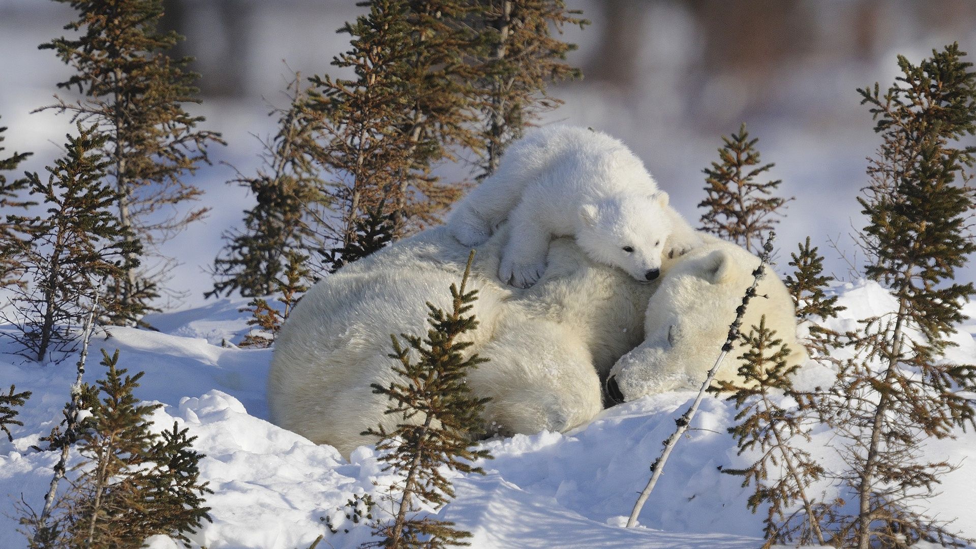 polar bears, family, branches, snow